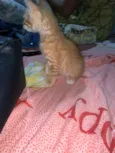 Simba