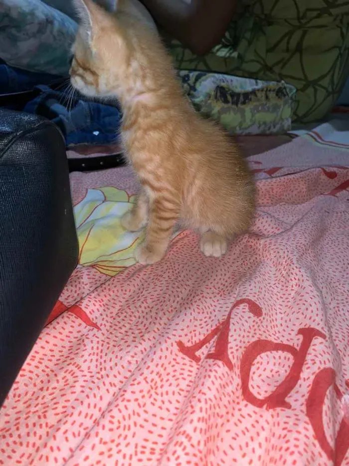 Gato raça  idade Abaixo de 2 meses nome Simba