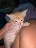 Simba