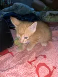 Simba