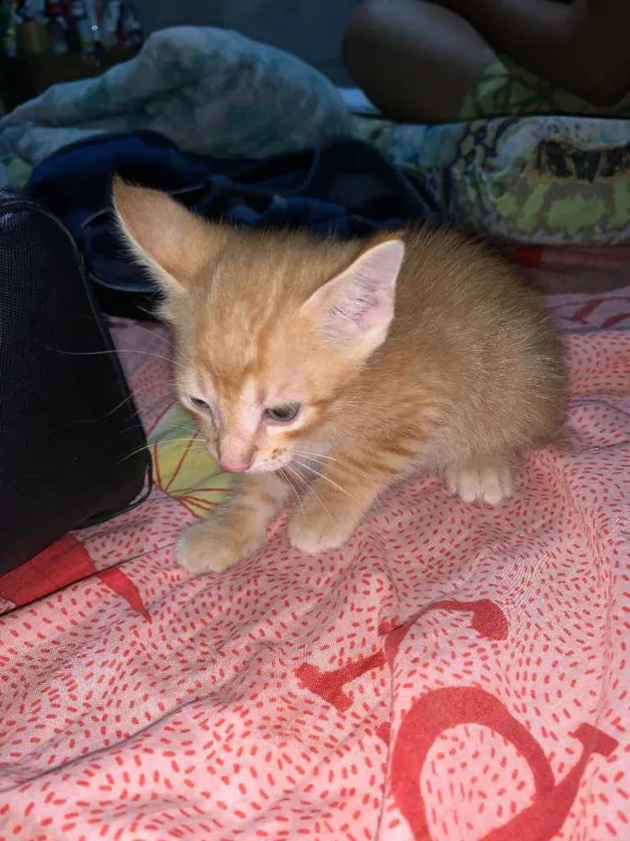 Gato raça  idade Abaixo de 2 meses nome Simba