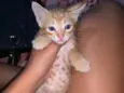 Simba