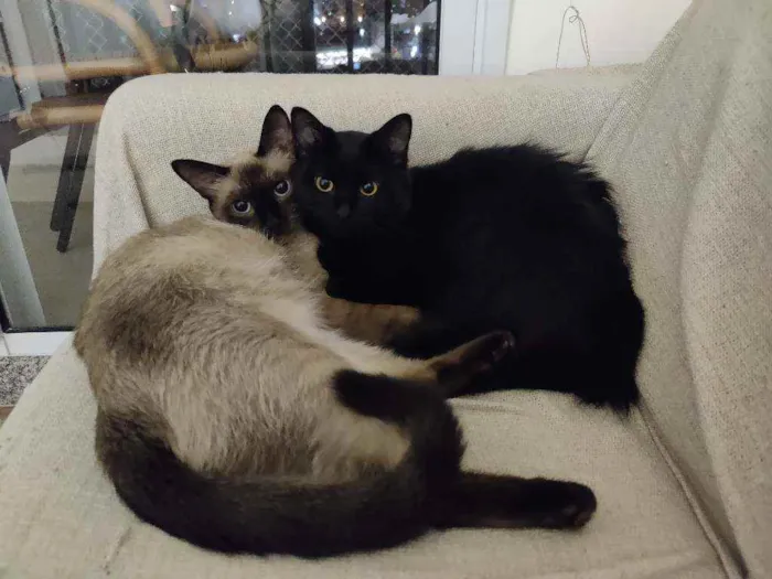 Gato ra a Siamês e Vira lata idade 1 ano nome Mico e Toffee