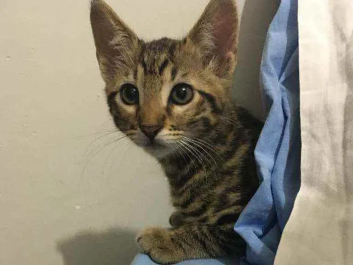 Gato raça SRD idade 2 a 6 meses nome Minie