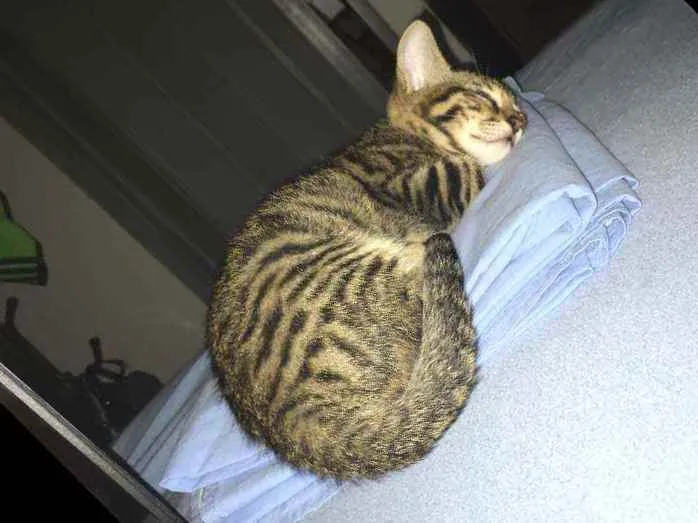 Gato raça SRD idade 2 a 6 meses nome Minie