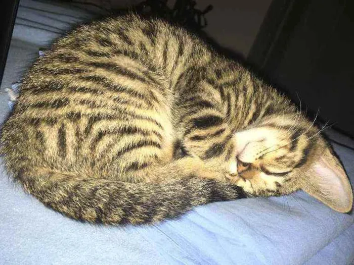 Gato raça SRD idade 2 a 6 meses nome Minie