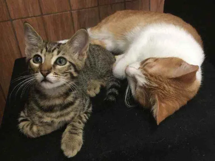 Gato raça SRD idade 2 a 6 meses nome Minie