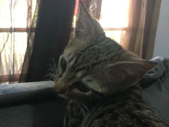 Gato raça SRD idade 2 a 6 meses nome Minie