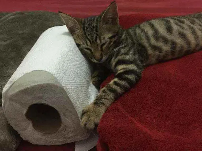 Gato raça SRD idade 2 a 6 meses nome Minie