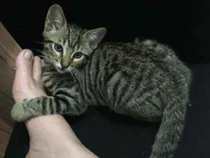 Gato raça SRD idade 2 a 6 meses nome Minie