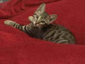 Gato raça SRD idade 2 a 6 meses nome Minie