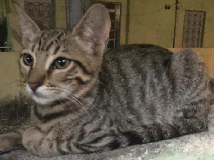 Gato raça SRD idade 2 a 6 meses nome Minie