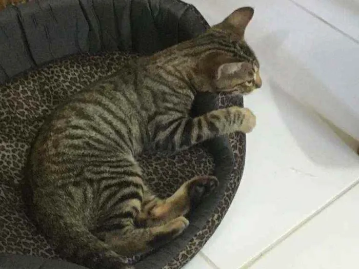 Gato raça SRD idade 2 a 6 meses nome Minie