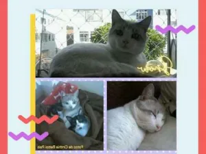 Gato raça SRD-ViraLata idade 3 anos nome Snow