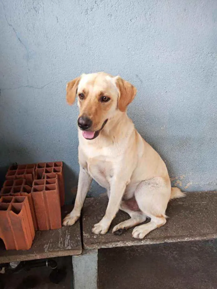 Cachorro ra a Labralata idade 2 anos nome Zeus