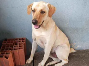 Cachorro raça Labralata idade 2 anos nome Zeus