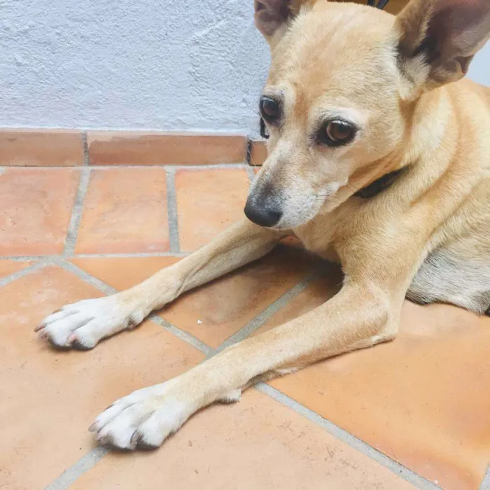 Cachorro ra a SRD-ViraLata idade 5 anos nome Nina