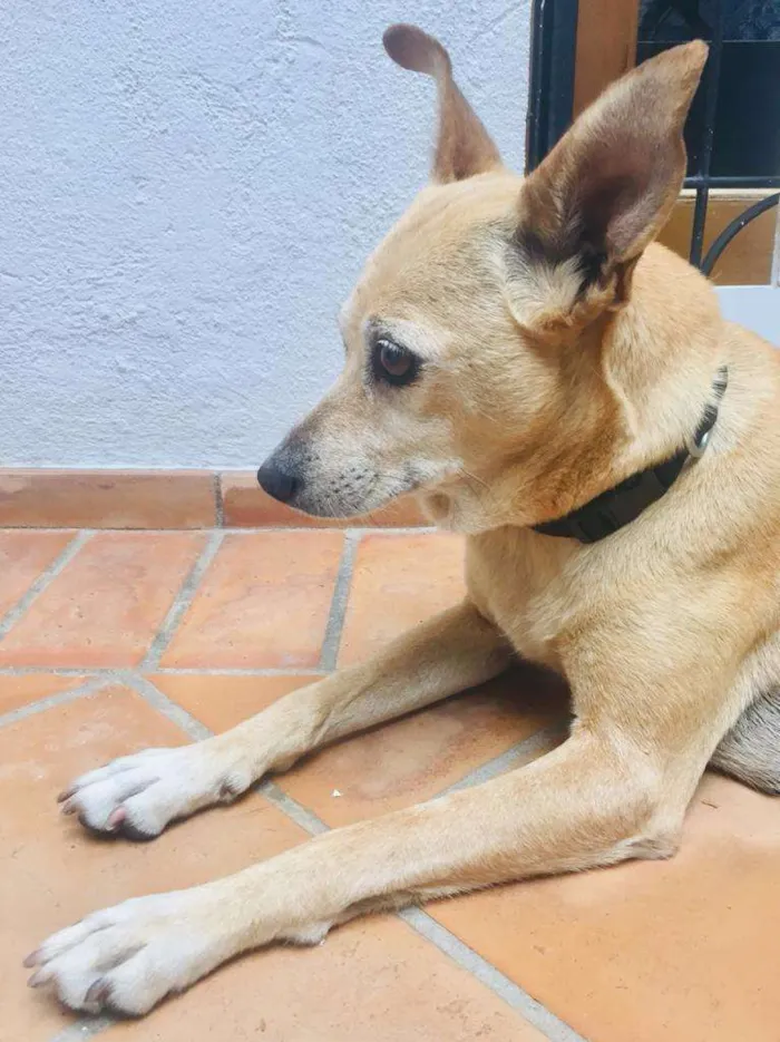 Cachorro ra a SRD-ViraLata idade 5 anos nome Nina