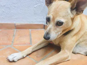 Cachorro raça SRD-ViraLata idade 5 anos nome Nina