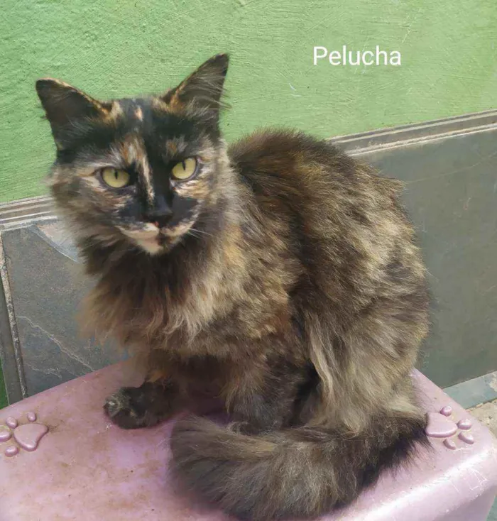 Gato ra a Mista idade 5 anos nome Pelucha