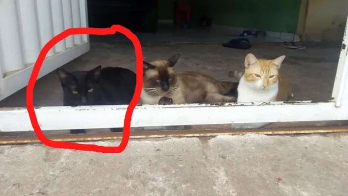 Gato ra a Vira lata  idade 3 anos nome Pantera