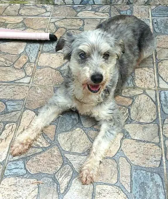 Cachorro ra a  idade 5 anos nome Mel