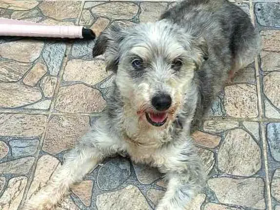 Cachorro ra a  idade 5 anos nome Mel