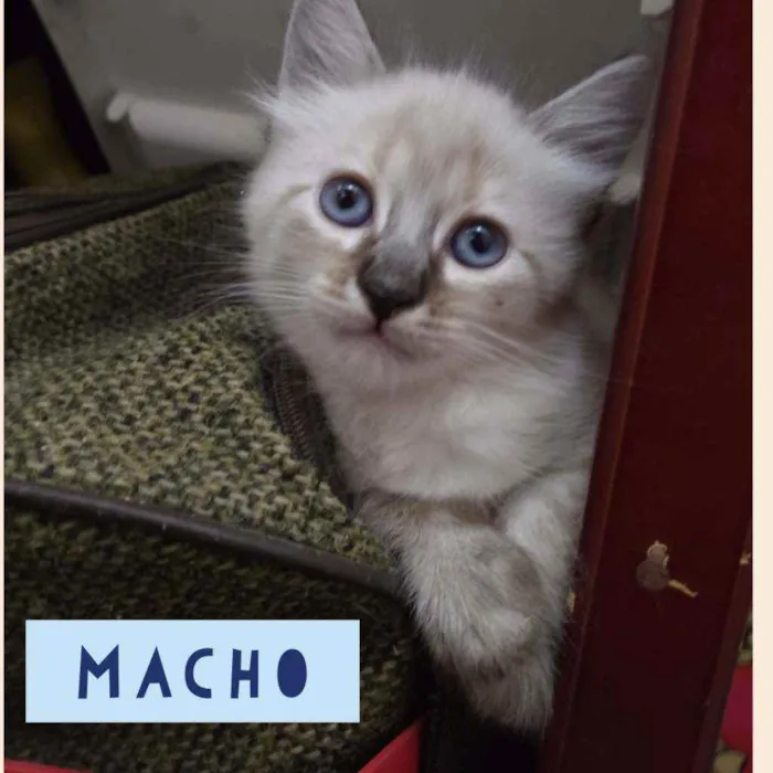 Gato ra a Srd idade Abaixo de 2 meses nome Sem nome