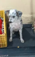 Mel