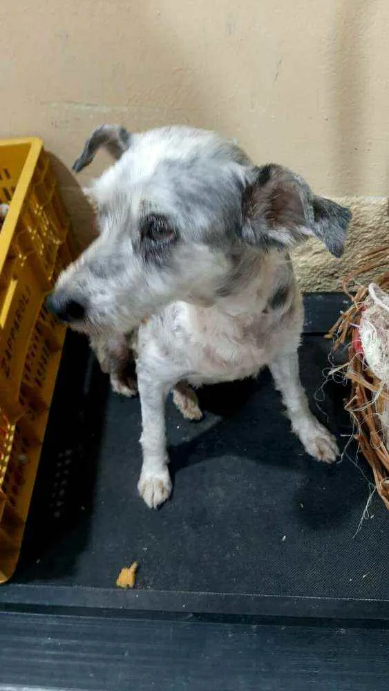 Cachorro ra a  idade 5 anos nome Mel