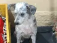 Mel