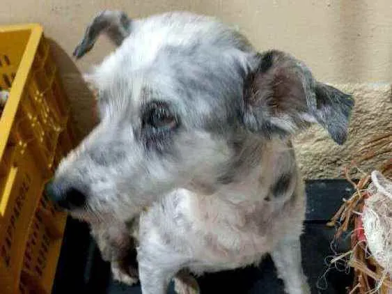 Cachorro ra a  idade 5 anos nome Mel