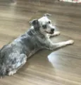 Mel