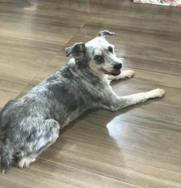 Cachorro ra a  idade 5 anos nome Mel