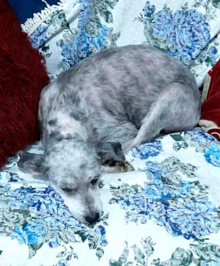 Cachorro ra a  idade 5 anos nome Mel