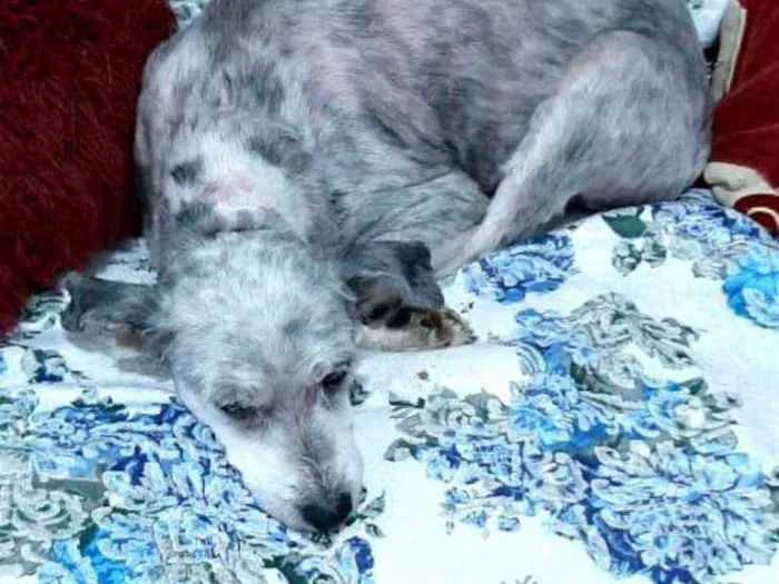 Cachorro ra a  idade 5 anos nome Mel