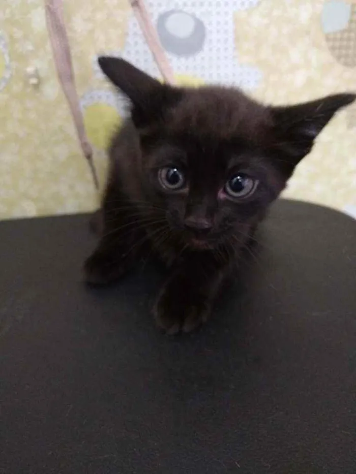 Gato ra a Srd idade Abaixo de 2 meses nome Sem nome