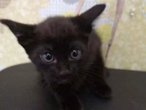Gato raça Srd idade Abaixo de 2 meses nome Sem nome