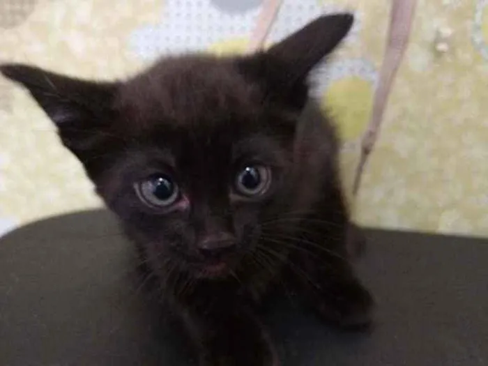 Gato ra a Srd idade Abaixo de 2 meses nome Sem nome