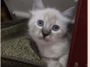 Gato raça Srd idade Abaixo de 2 meses nome Sem nome