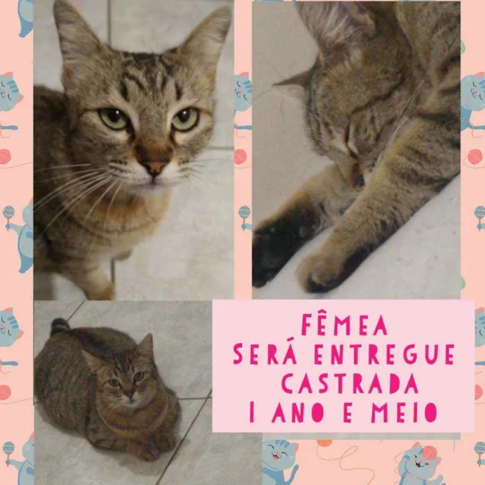 Gato ra a Srd idade 1 ano nome Menina