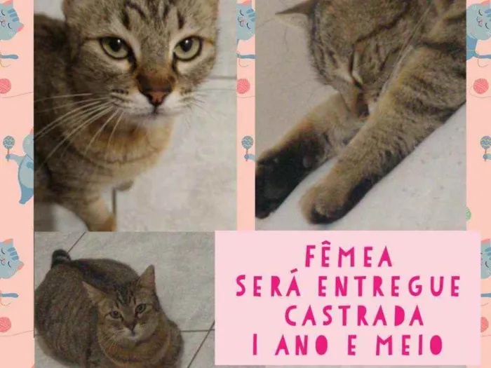 Gato ra a Srd idade 1 ano nome Menina