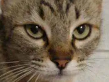 Gato ra a Srd idade 1 ano nome Menina