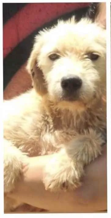 Cachorro ra a Mestiça  idade 7 a 11 meses nome Bella 
