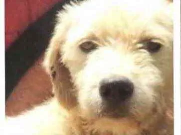 Cachorro ra a Mestiça  idade 7 a 11 meses nome Bella 