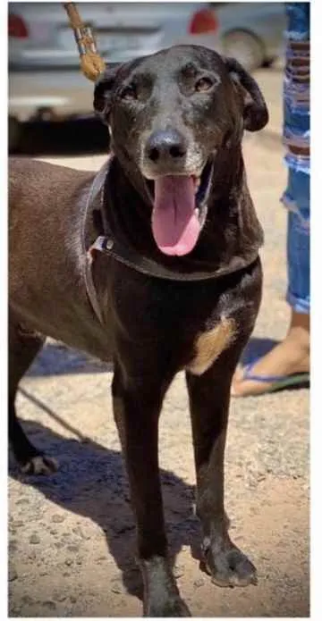 Cachorro ra a Mestiço  idade 7 a 11 meses nome Grandão 