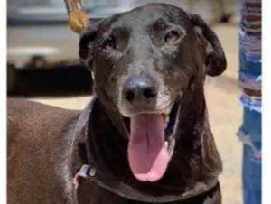 Cachorro raça Mestiço  idade 7 a 11 meses nome Grandão 