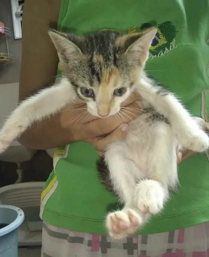 Gato ra a SRD idade 2 a 6 meses nome Bebel 