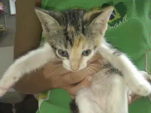 Gato raça SRD idade 2 a 6 meses nome Bebel 