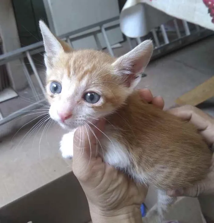 Gato ra a SRD idade 2 a 6 meses nome Gugu 